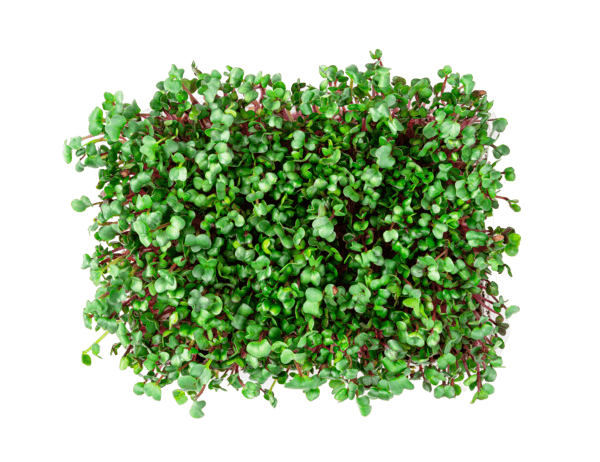 Mikro zioła do jedzenia